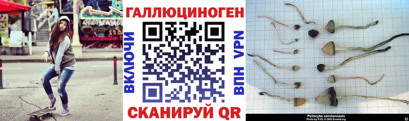 Галлюциногенные грибы Psilocybine cubensis  Змеиногорск 
